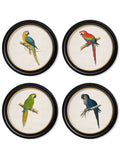 C.1884 Collection of Macaws in Round Frames - Blythe Living