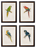 c.1884 Macaws - Blythe Living