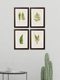 c.1864 Collection of British Ferns - Blythe Living