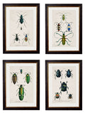 c.1836 Studies of Beetles - Blythe Living