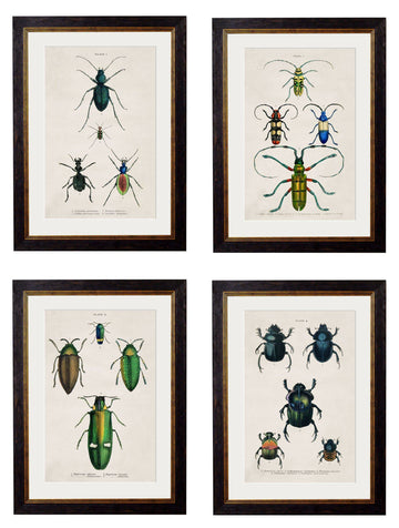 c.1836 Studies of Beetles - Blythe Living