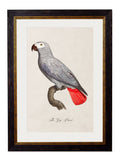 C.1800's Collection of Parrots - set of 16 - The Weird & Wonderful