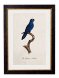 C.1800's Collection of Parrots - set of 16 - The Weird & Wonderful