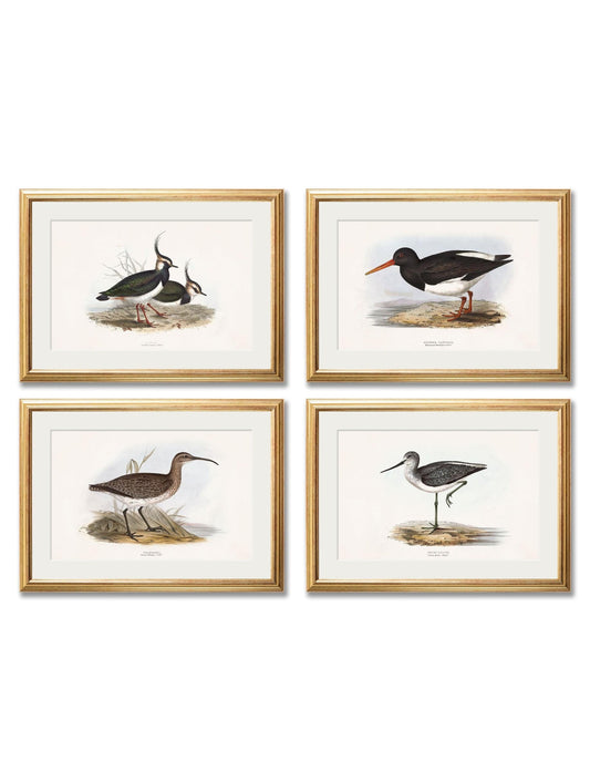 c.1837's British Coastal Birds - Blythe Living