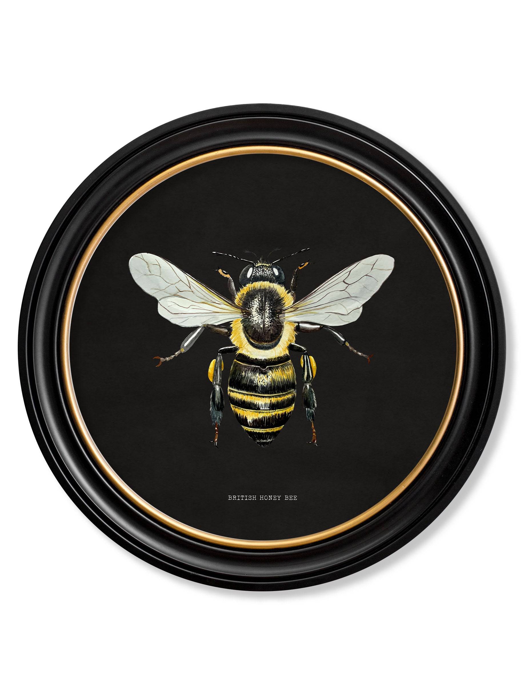 Antique British bee print dark sustainable round frame for sale online UK
