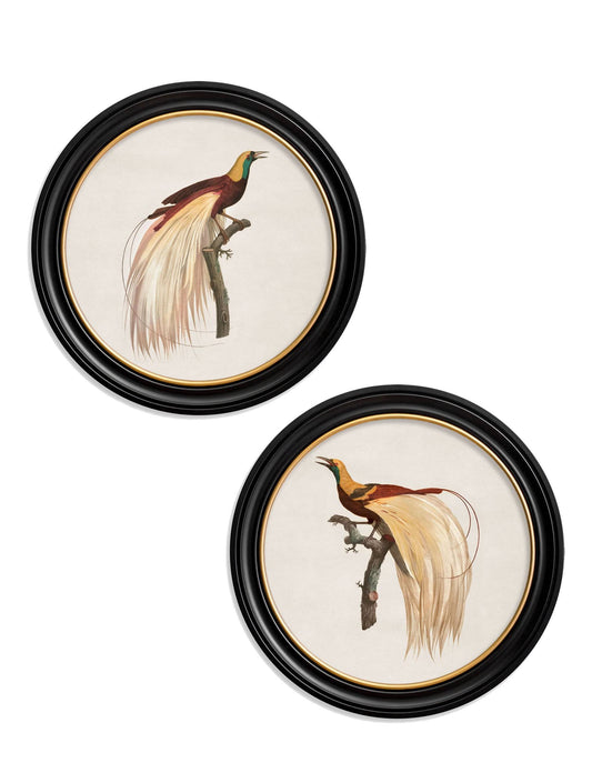 c.1809 Birds of Paradise - Round Frames - Blythe Living