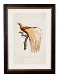 c.1809 Birds of Paradise - Blythe Living