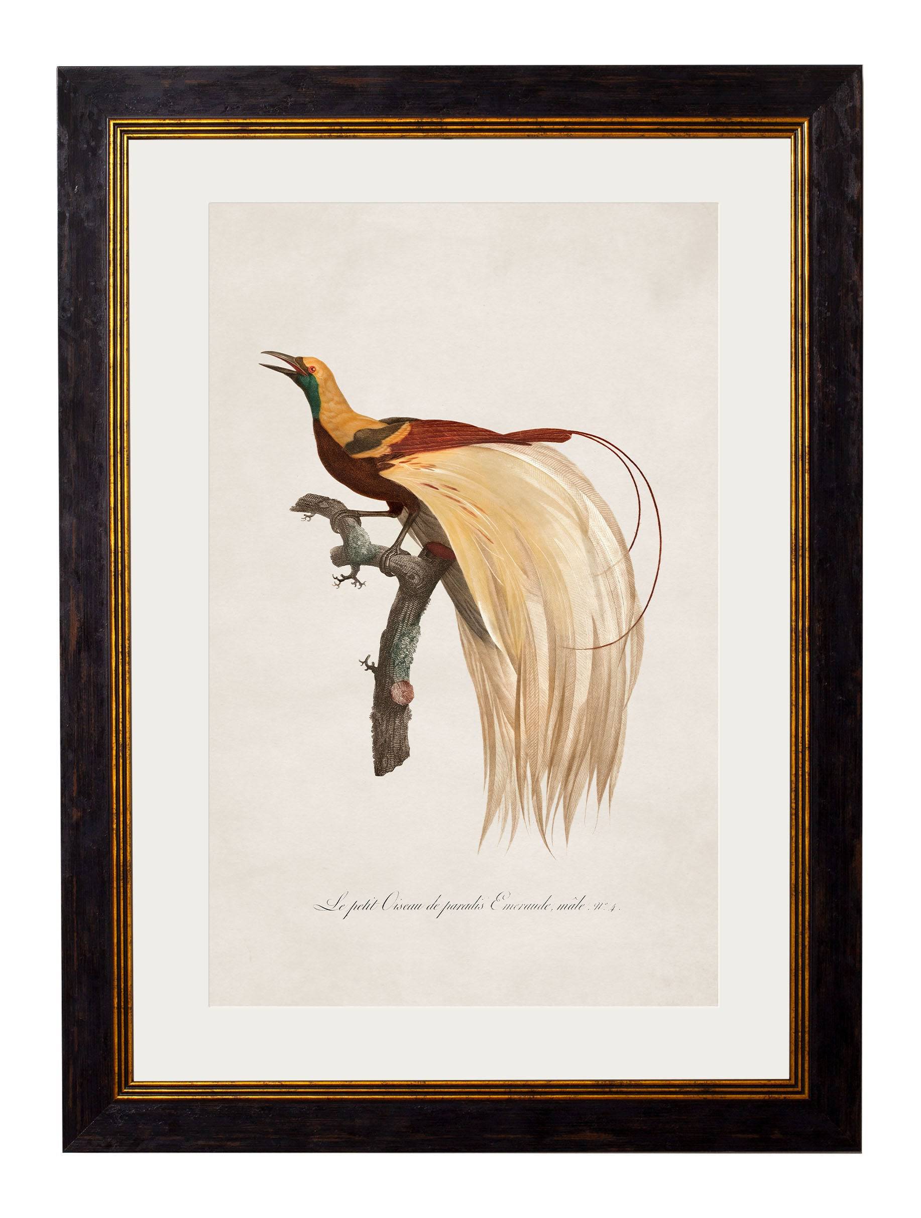 c.1809 Birds of Paradise - Blythe Living