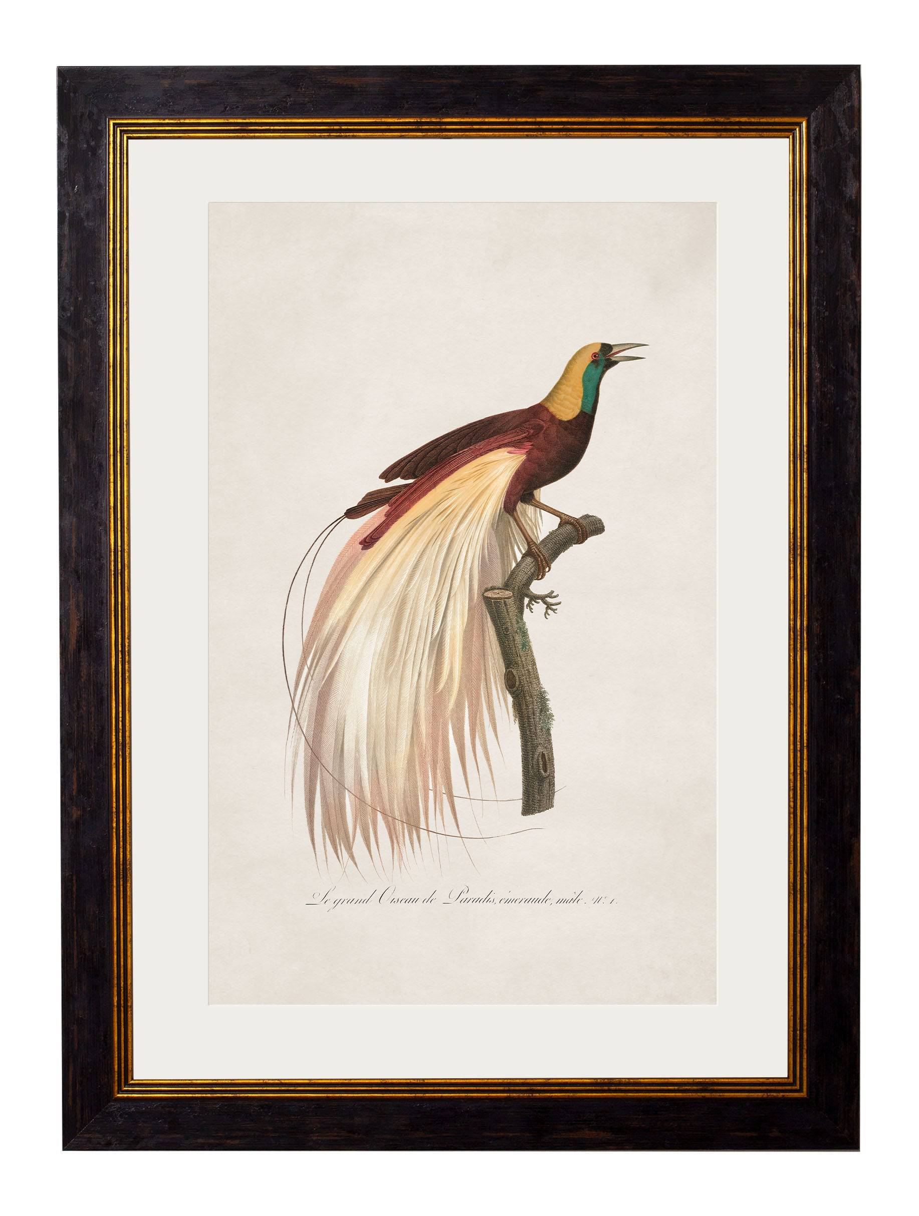 c.1809 Birds of Paradise - Blythe Living