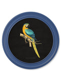 C.1884 Collection of Macaws in Round Frames Blue - Blythe Living