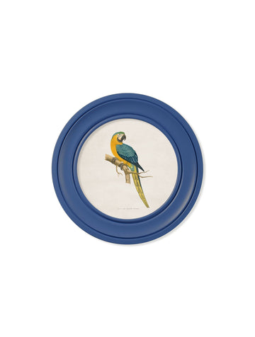 C.1884 Collection of Macaws in Round Frames Blue - Blythe Living