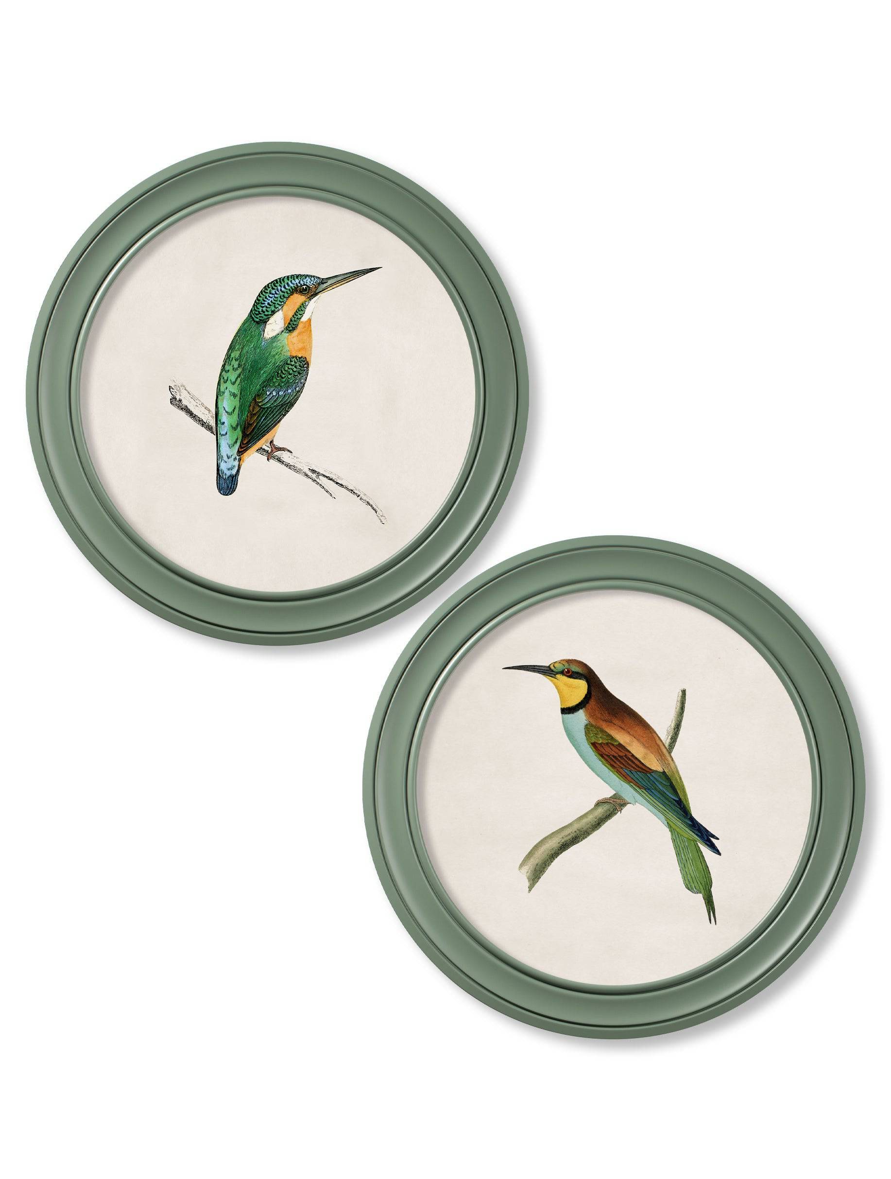 c.1870 Kingfisher and Bee Eater - Round Frame Green - Blythe Living