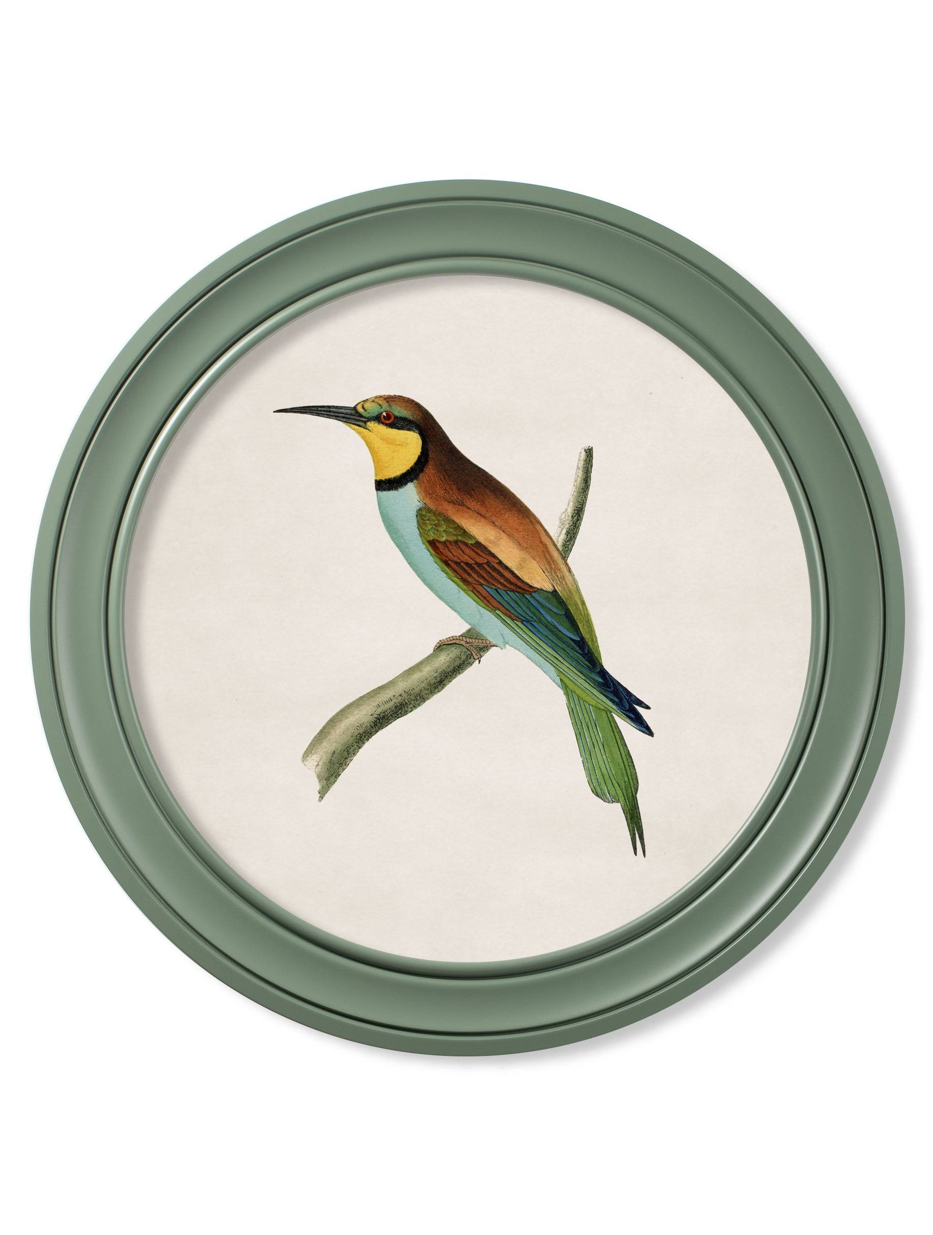 c.1870 Kingfisher and Bee Eater - Round Frame Green - Blythe Living