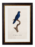 Best Price for Archival Grade c.1800's Parrot Gallery Wall Set