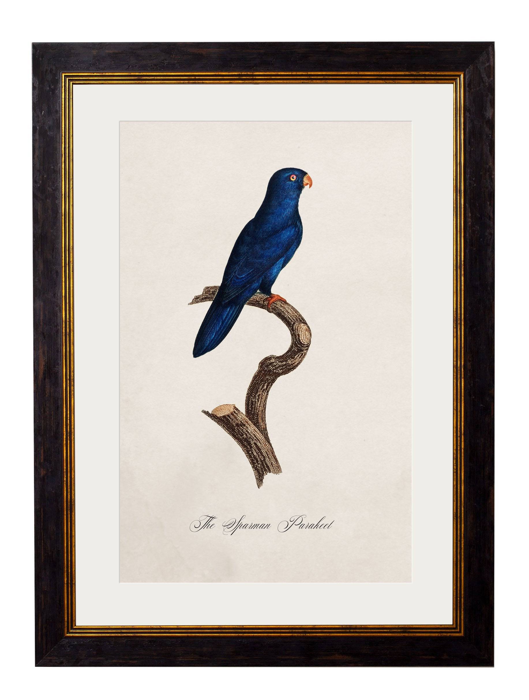 Best Price for Archival Grade c.1800's Parrot Gallery Wall Set
