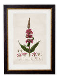 Best Price for Archival Grade c.1837 British Flowering Plants Art Set