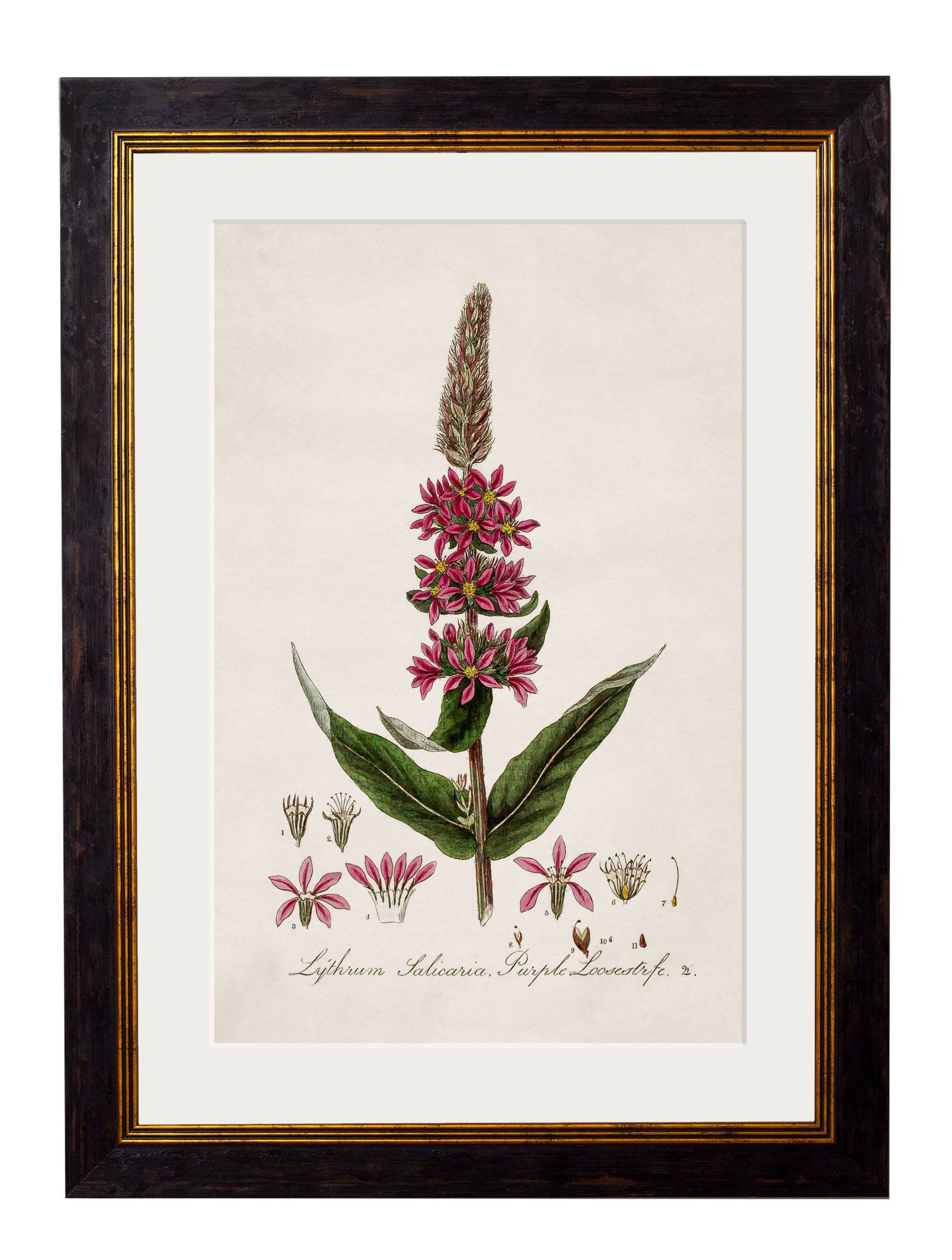 Best Price for Archival Grade c.1837 British Flowering Plants Art Set