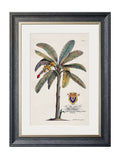Best Price for Hand-Cut and Printed 19th Century Palm Illustration Wall Art