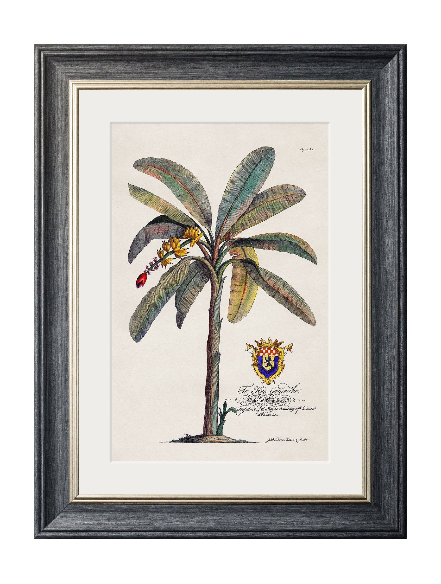 Best Price for Hand-Cut and Printed 19th Century Palm Illustration Wall Art