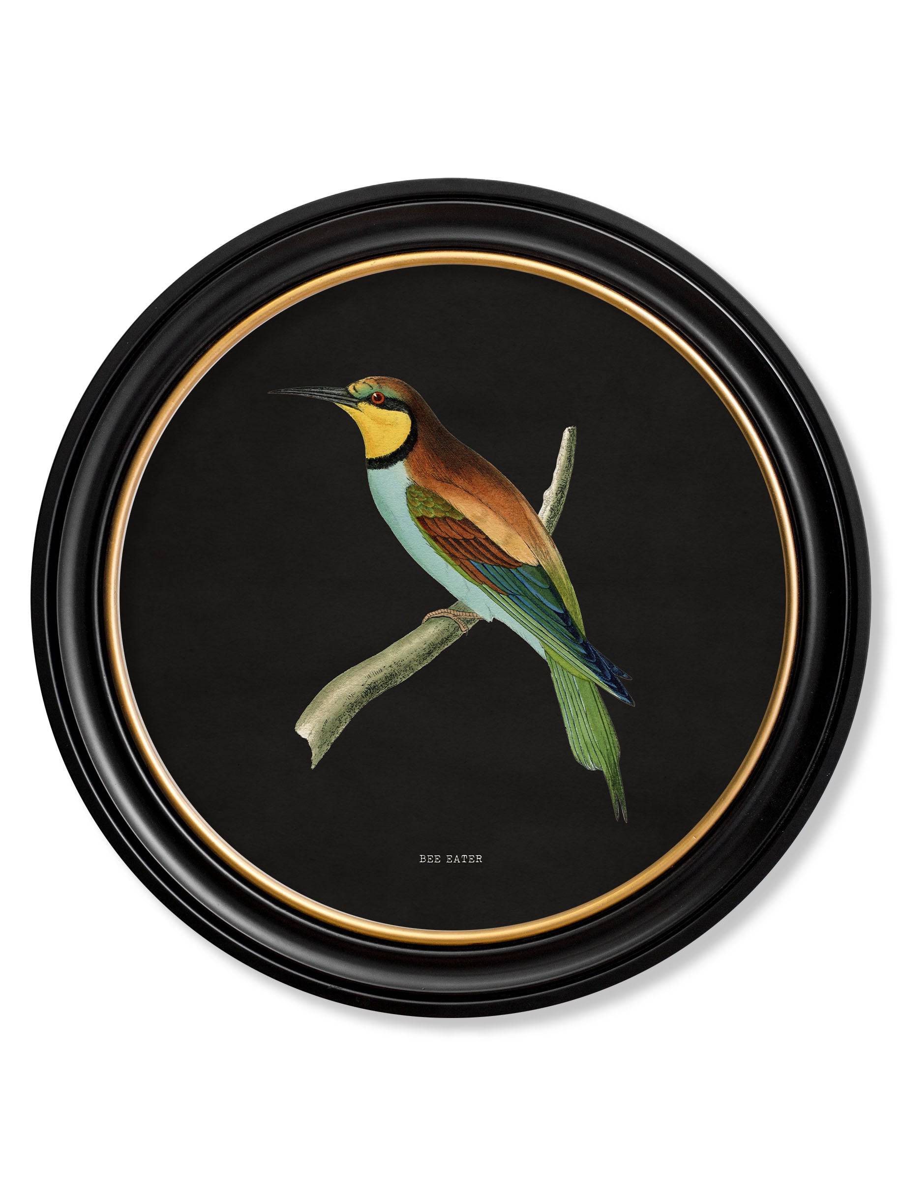 c.1870 Kingfisher and Bee Eater - Black - Blythe Living