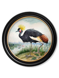 Audubon Style Cranes in Round Frames - Blythe Living