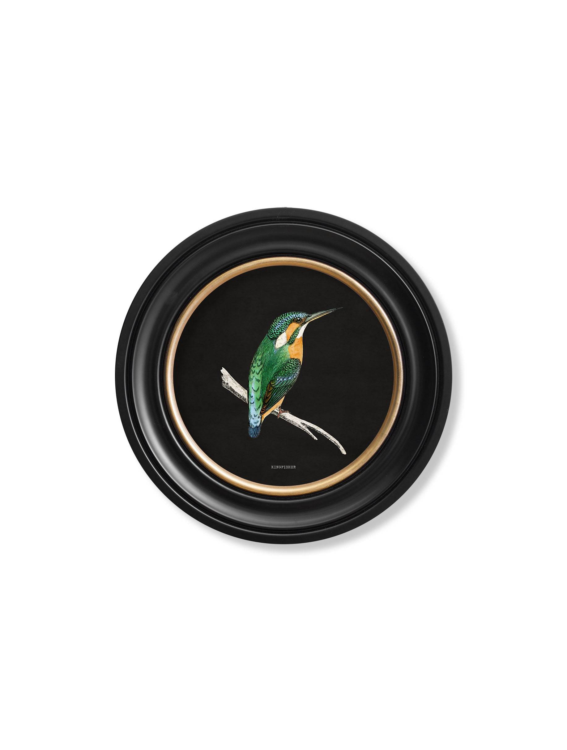 c.1870 Kingfisher and Bee Eater - Black - Blythe Living