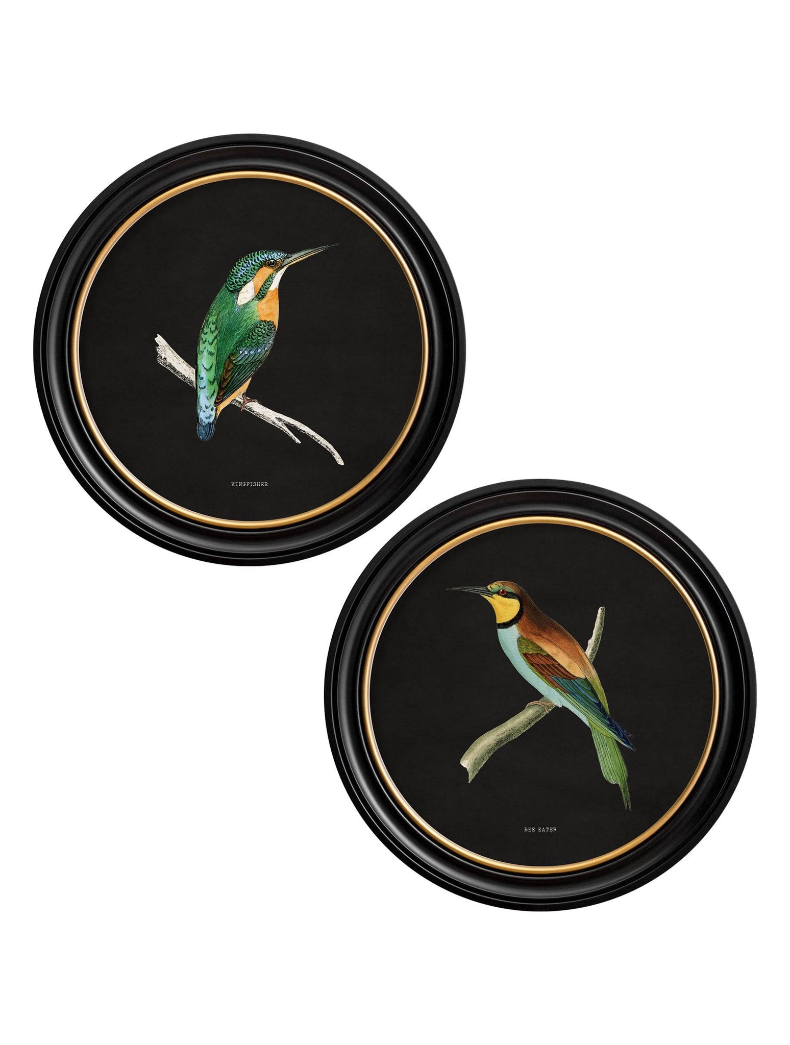 c.1870 Kingfisher and Bee Eater - Black - Blythe Living