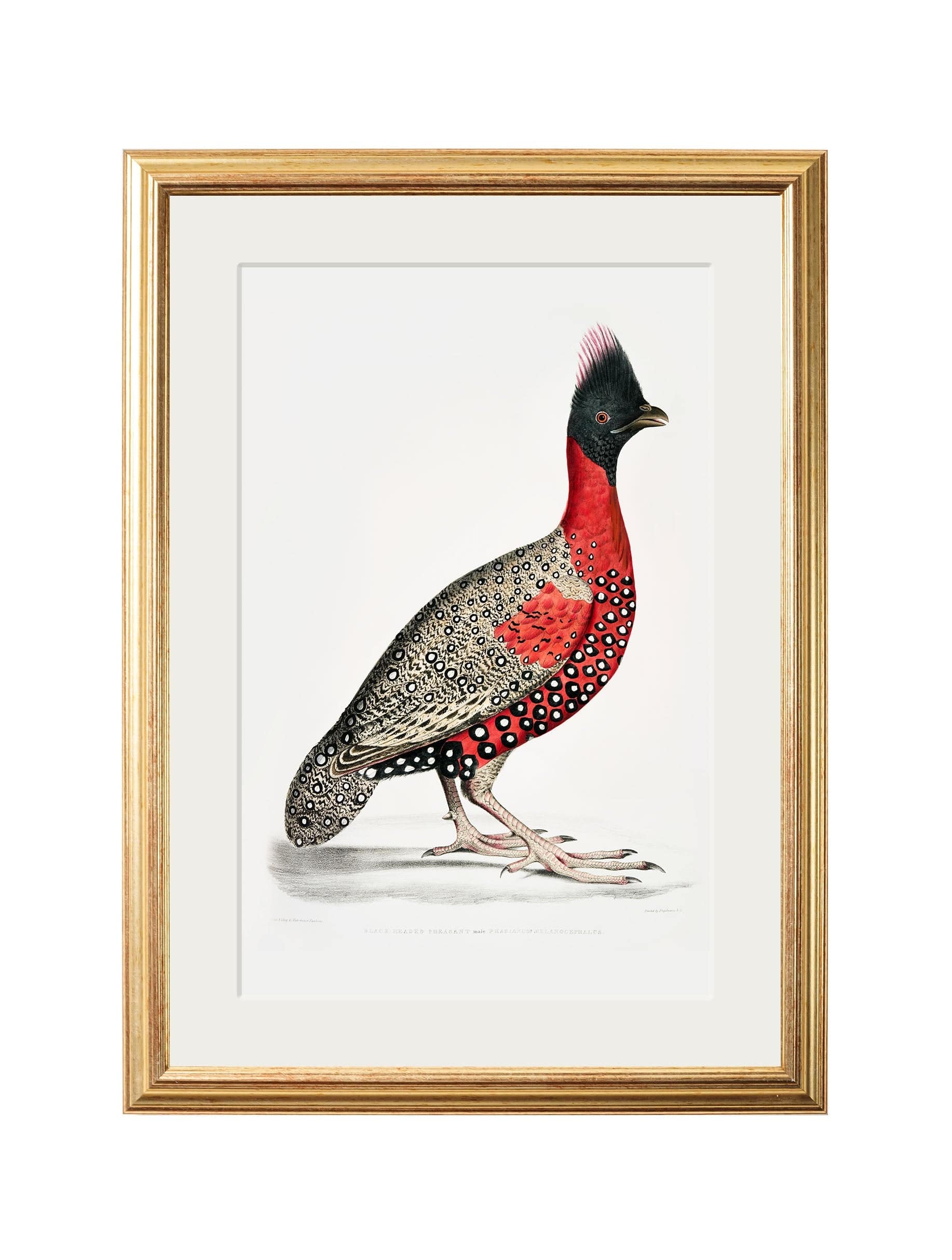 c.1800's Black Headed Pheasants - Blythe Living