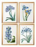 Blue Floral Illustrations Set of 4 Prints