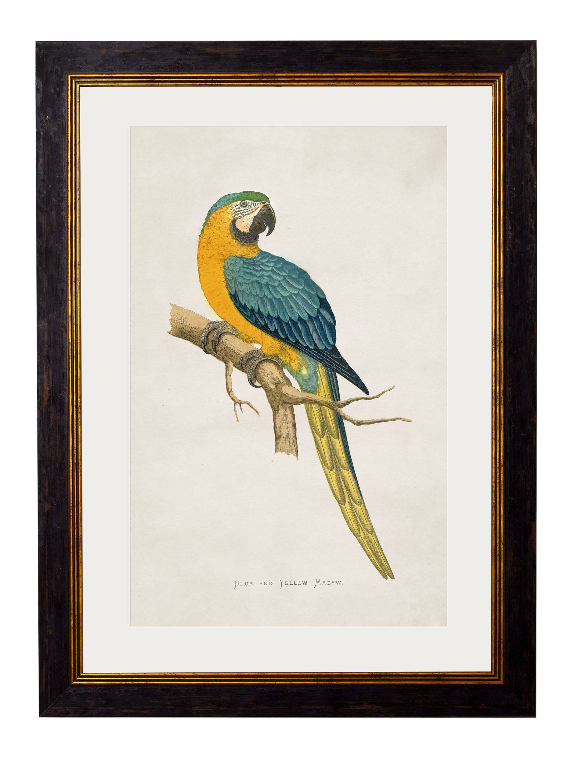 c.1884 Macaws - Blythe Living