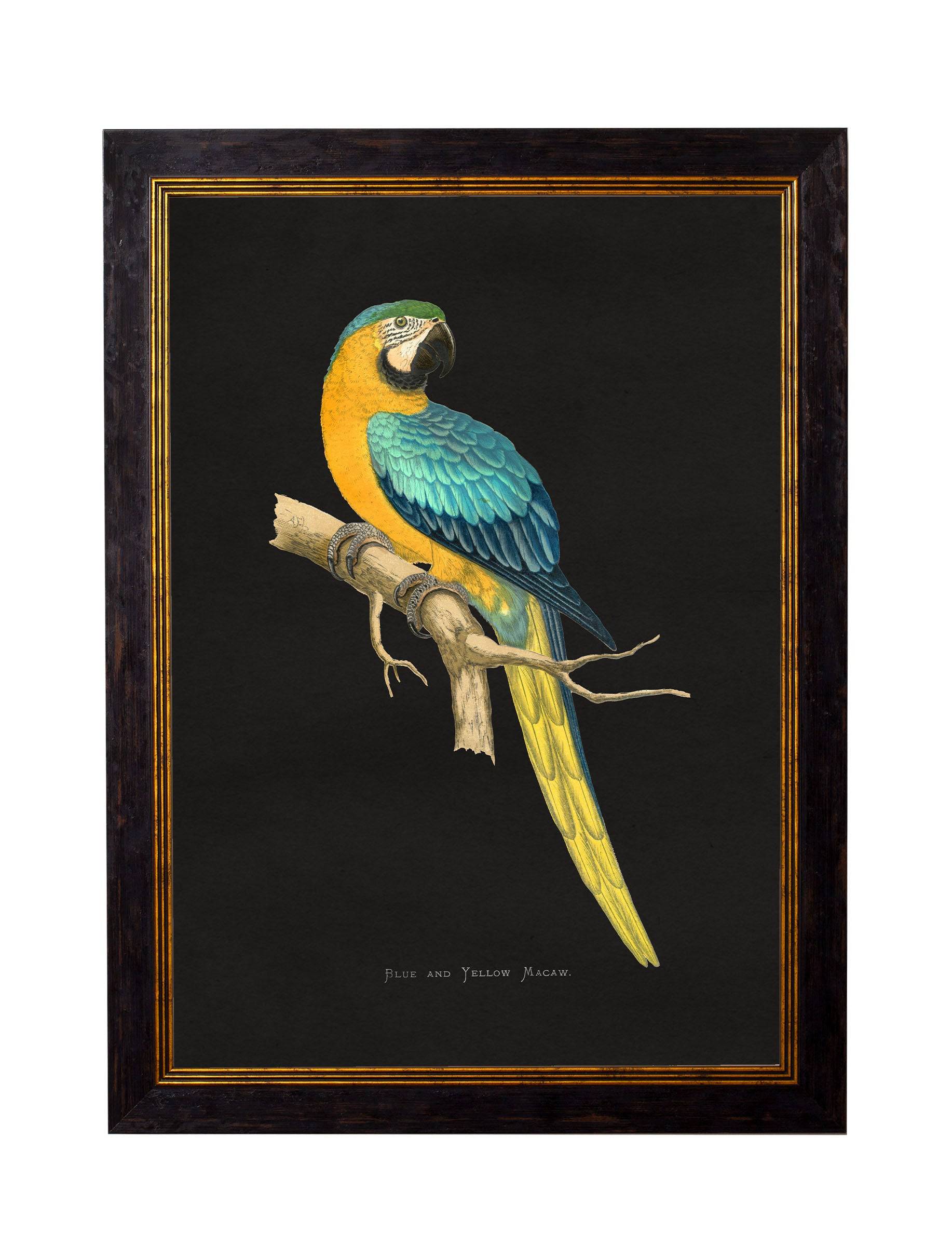 c.1884 Macaws - Dark Background - Blythe Living