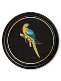 C.1884 Collection of Macaws in Round Frames - Black - Blythe Living