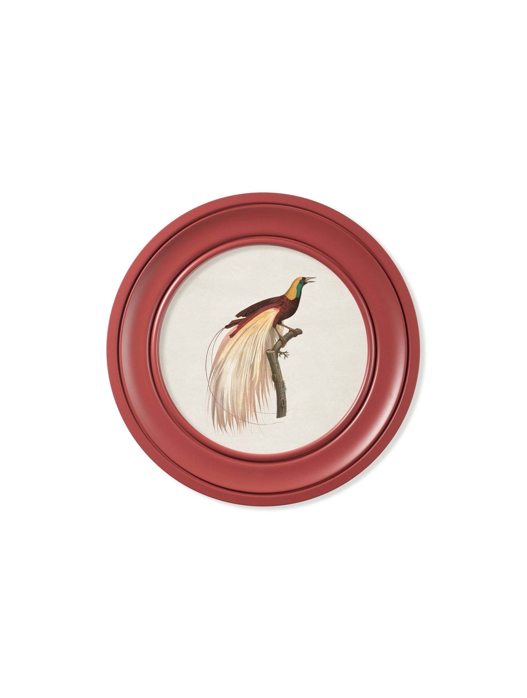 c.1809 Birds of Paradise - Round Frames Red - Blythe Living