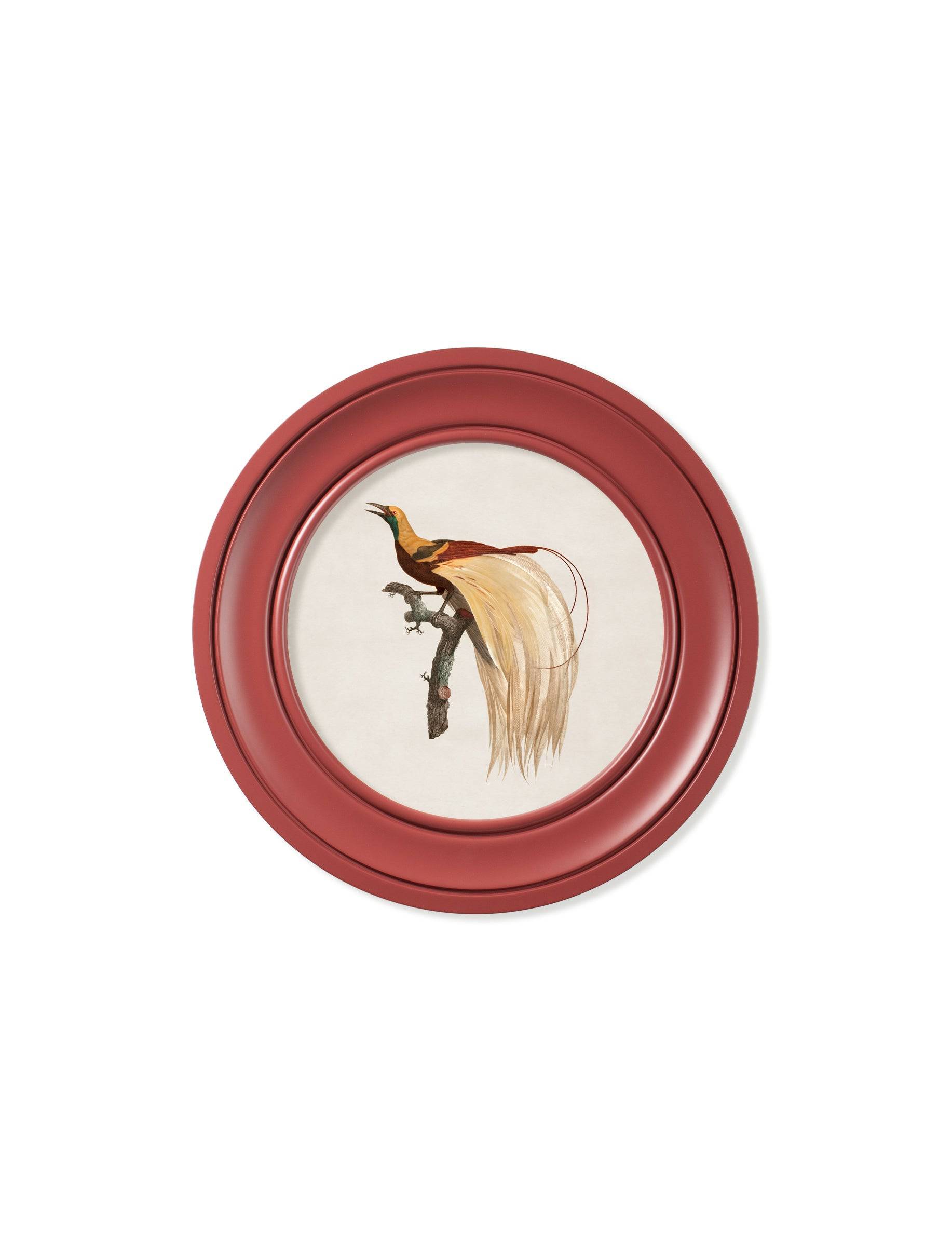 c.1809 Birds of Paradise - Round Frames Red - Blythe Living