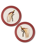 c.1809 Birds of Paradise - Round Frames Red - Blythe Living