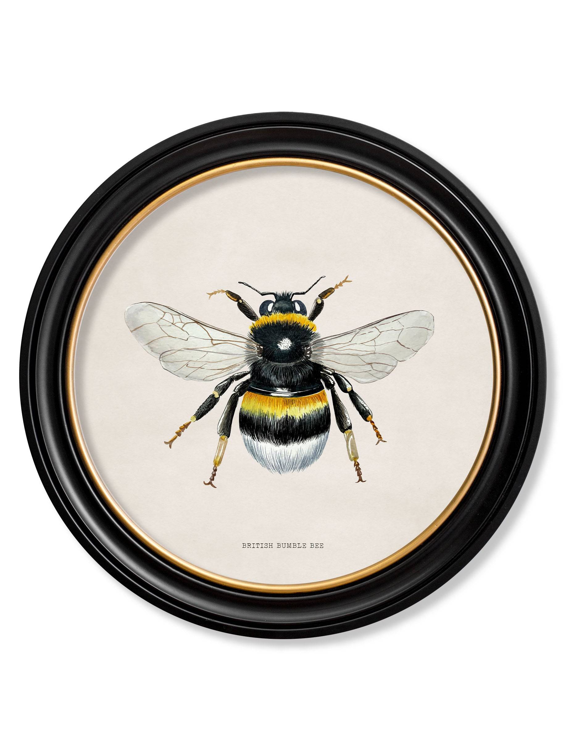 c1892 British Bees Round Frame - Blythe Living