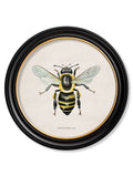 c1892 British Bees Round Frame - Blythe Living