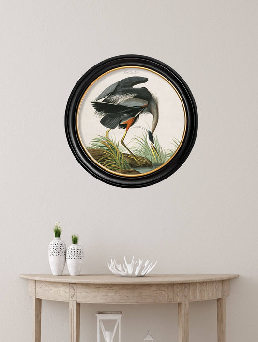 Buy Audubon Great Blue Heron framed antique bird print UK
