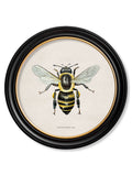 Buy British Honey Bee vintage print Oxford Round frame