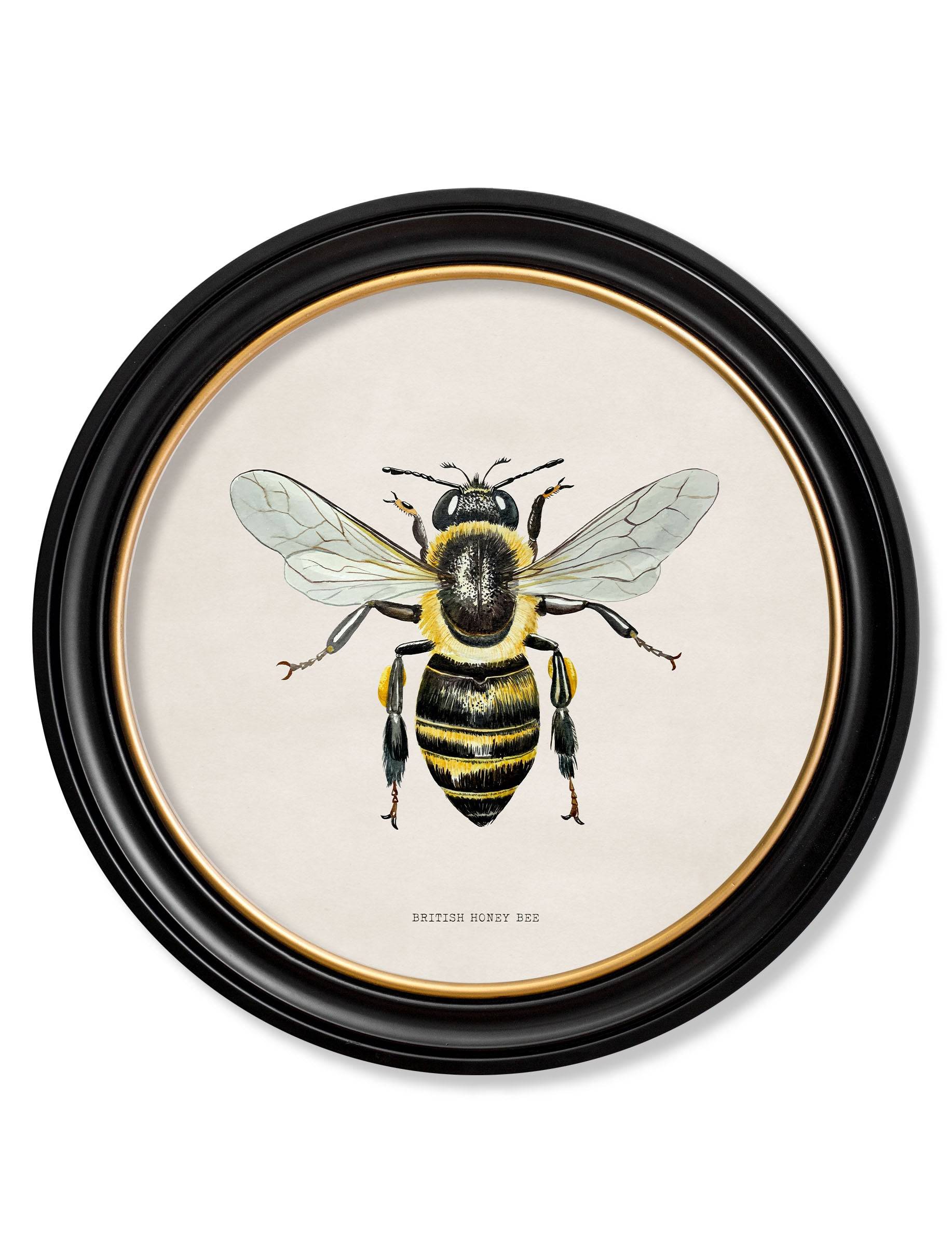 Buy British Honey Bee vintage print Oxford Round frame
