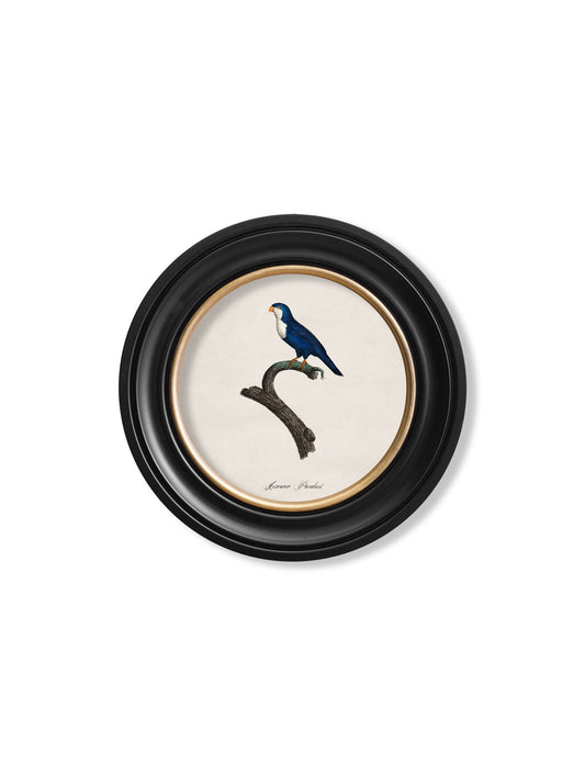 Buy C.1800's Arimanon Parakeet Illustration in Sustainable Oxford Round Frame