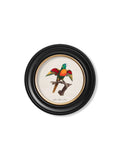 Buy C.1800's Blue Headed Parrot Illustration in Sustainable Oxford Round Frame