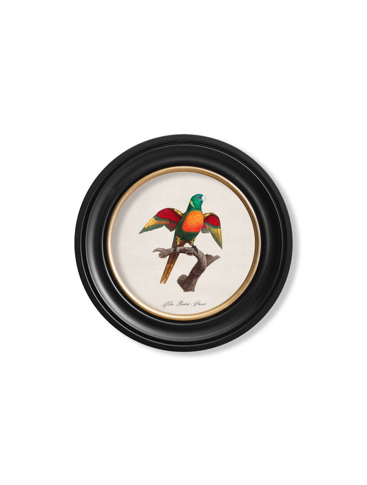 Buy C.1800's Blue Headed Parrot Illustration in Sustainable Oxford Round Frame