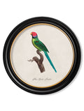 Buy C.1800's Collection of Parrots Hand-Finished in Lancashire Studio