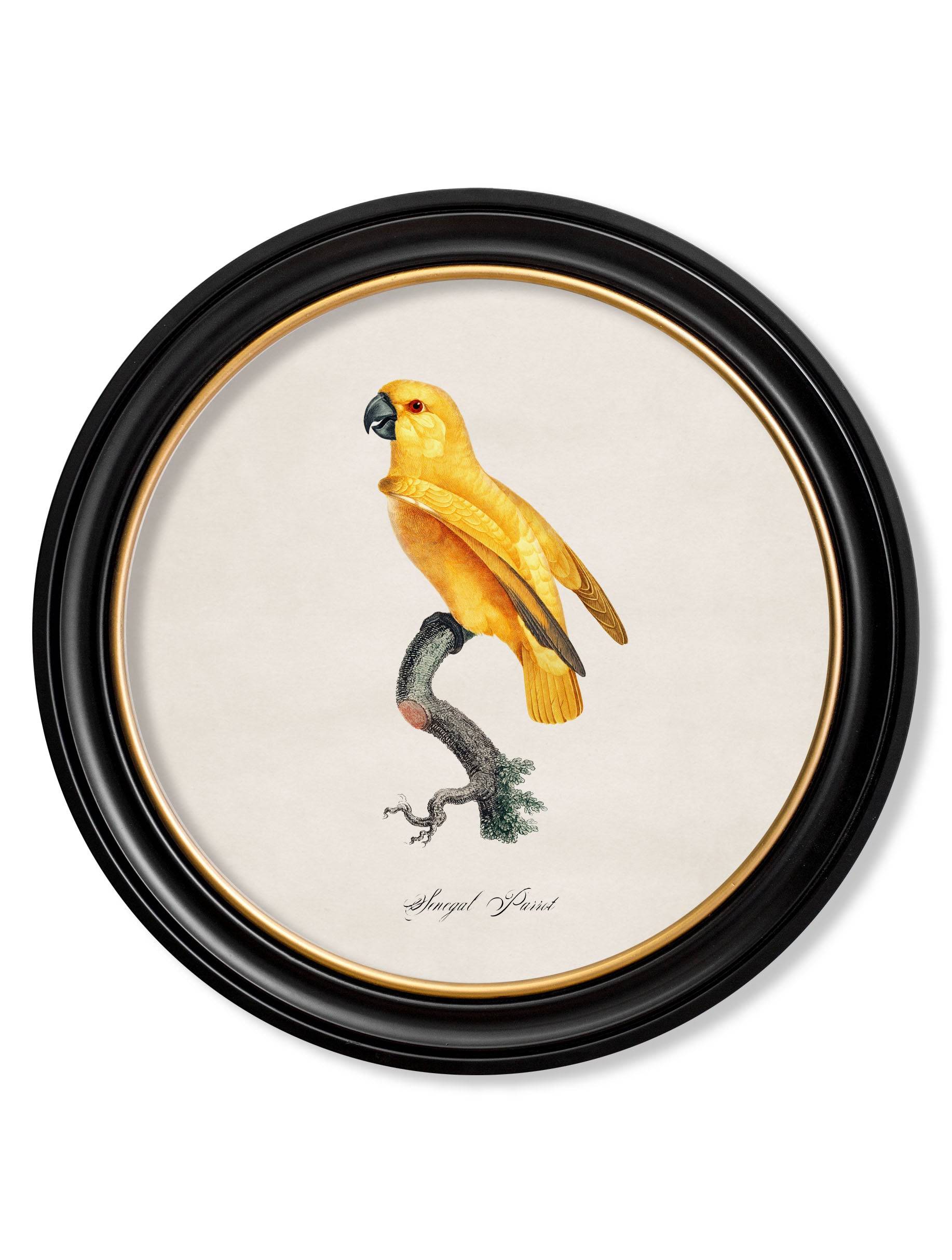 Buy C.1800's Senegal Parrot Round Art in Hand-Finished Wood Frame