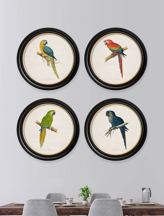 Buy C.1884 Blue and Yellow Macaw Illustration in Oxford Round Sustainable Frame