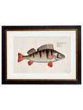 Buy Digitally Restored 18th Century Fish Illustration Wall Art Online Made in Britain