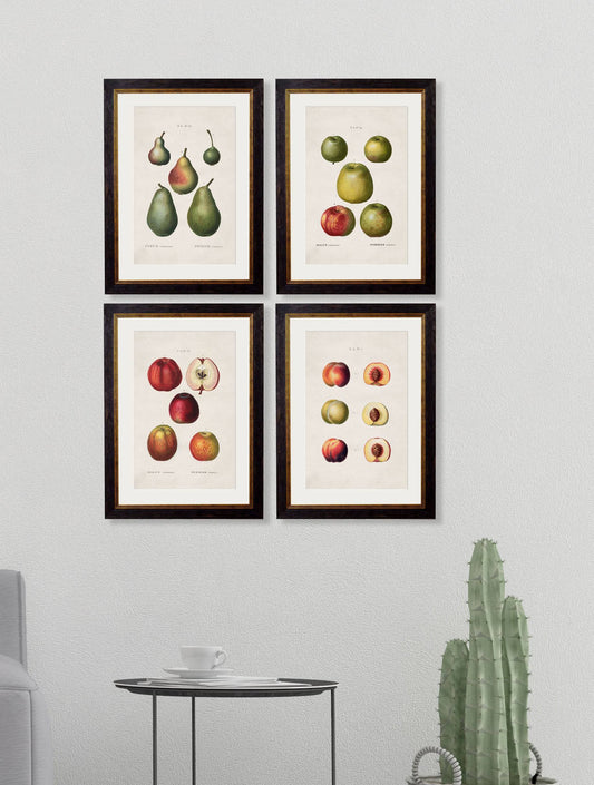 Buy Framed Pear and Peach 1819 Botanical Prints in Sustainable Wood