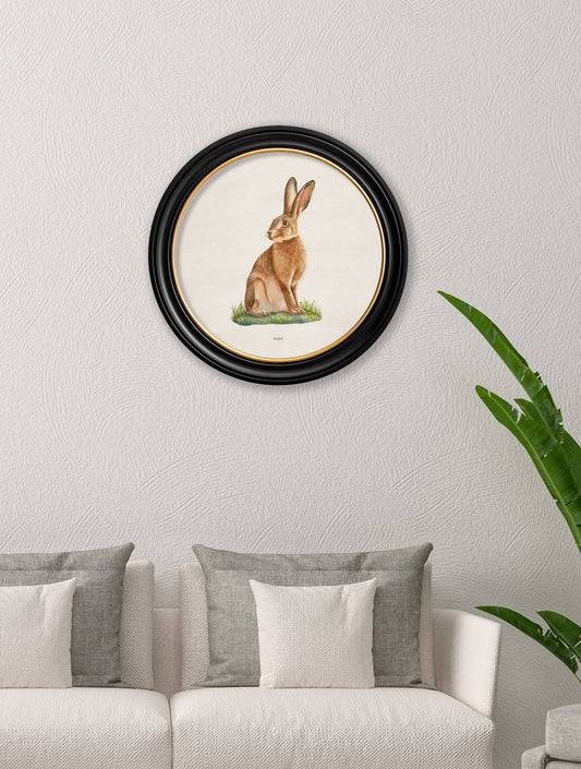 Buy Hare round framed vintage art prints UK