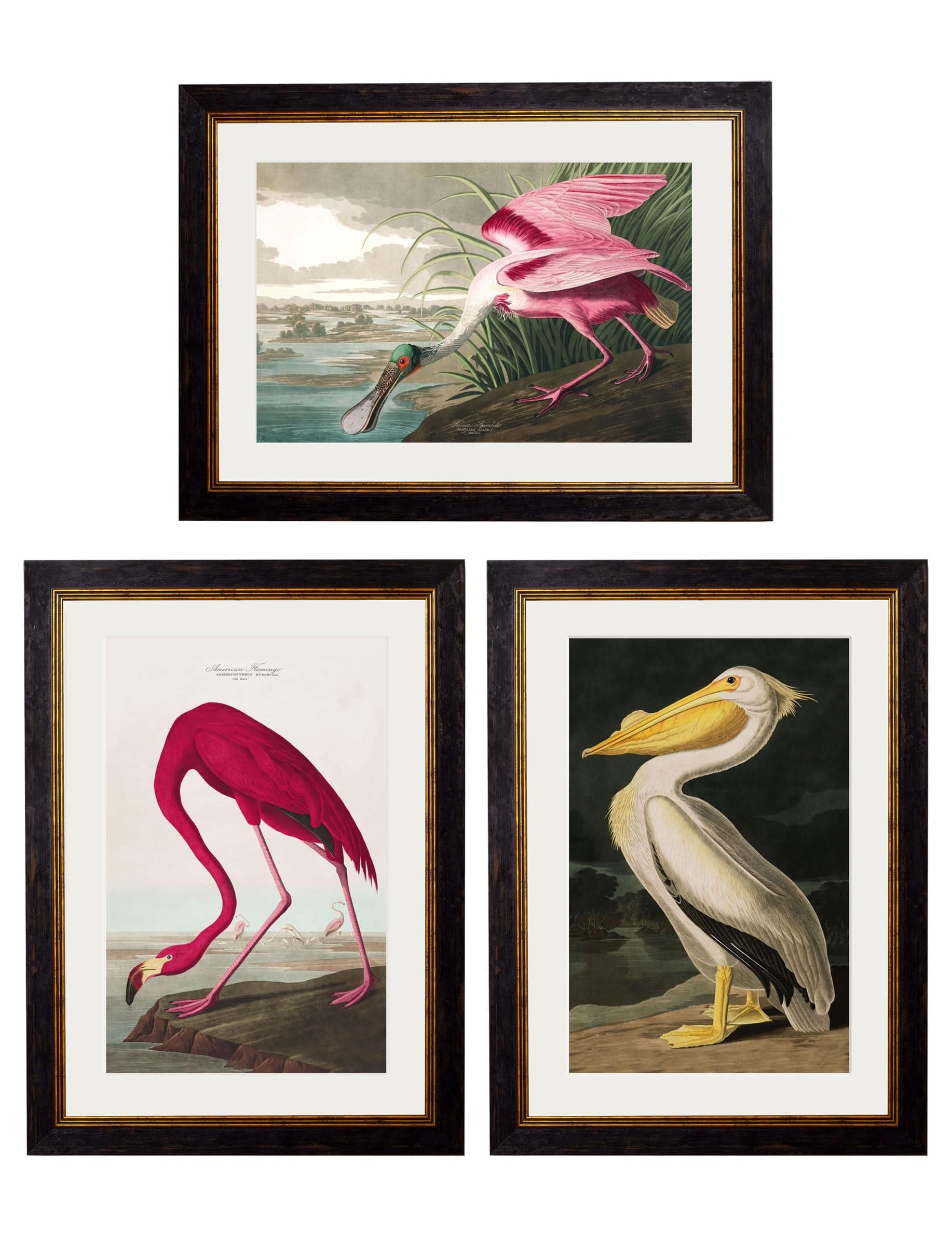 Buy Large 95x135cm c.1838 Audubon Pelican Art for Statement Gallery Walls